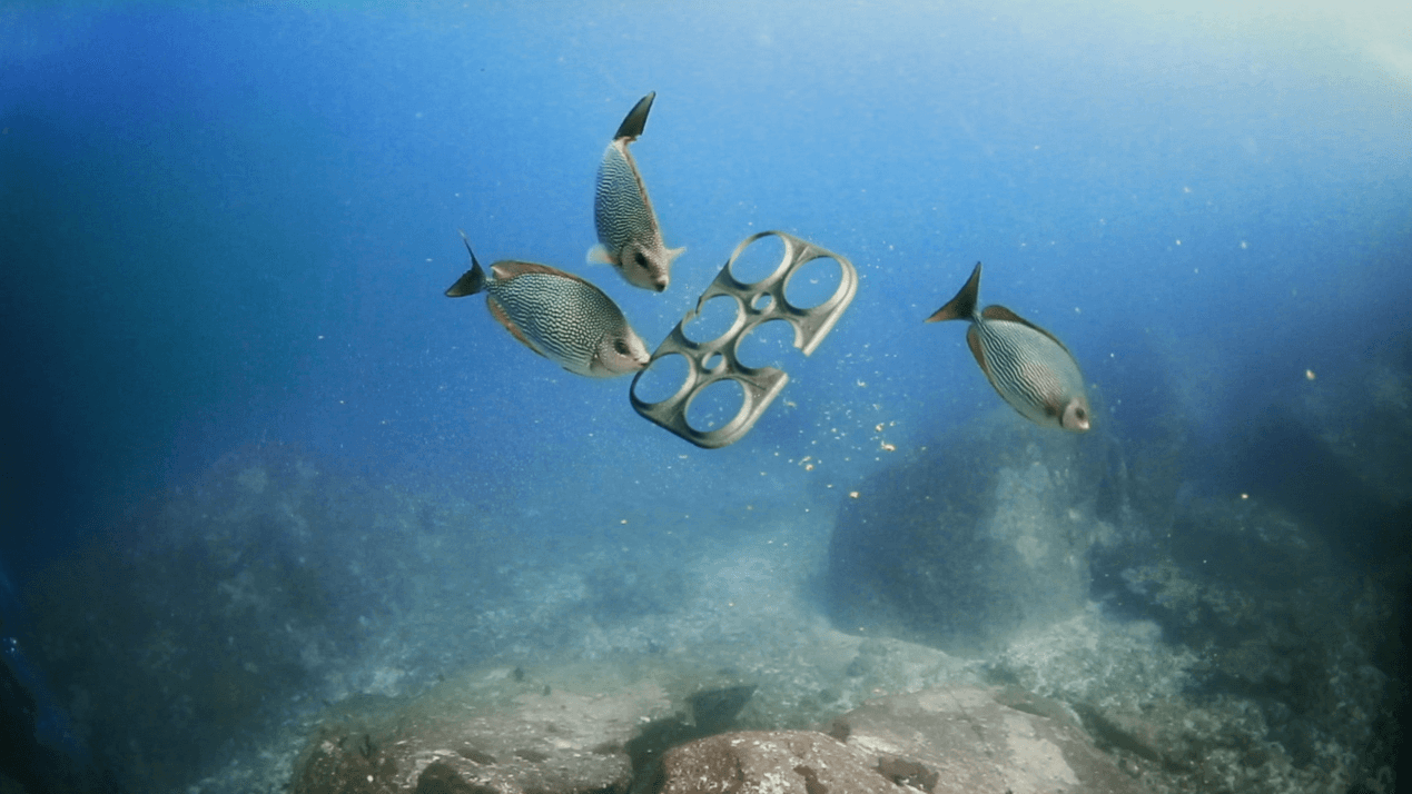 Edible six pack rings are edible and biodegradable