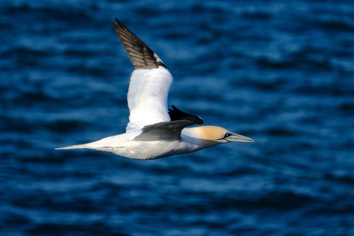 An image shot by photographer Jeff Carter, using the XF50-140mmF2.8 R LM OIS WR lens with new 2x teleconverter, and X-Pro2 camera.