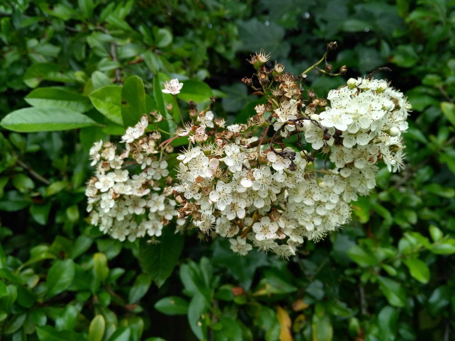 Huawei Honor 5X Camera Sample