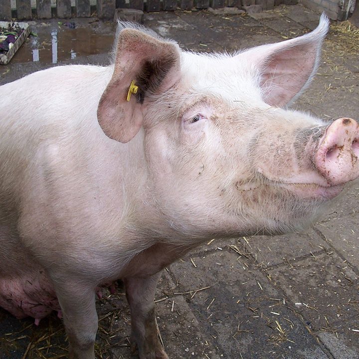 UCdavispig_wr