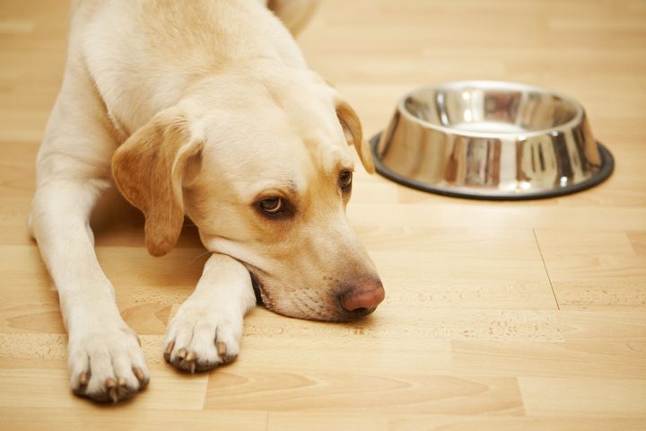 labrador retriever