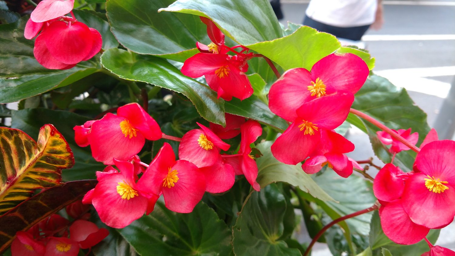Lenovo Moto Z and Z Force Camera Sample
