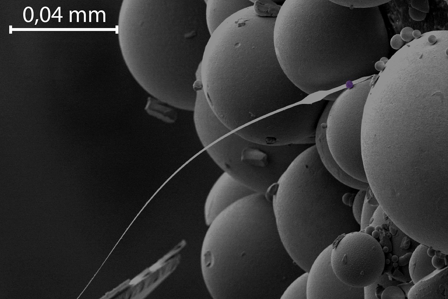 Leiden University researcher's NMR microscope, which consists of a thin wire and a small magnetic ball (here, colored purple). The ball causes a uniform magnetic field that induces the surrounding atomic nuclei to line up in the same direction. The researchers send radio waves through the sample, and cause some nuclei to flip in the opposite direction. By measuring the time until the nuclei flips back again, they can generate an image from the atoms' positions.