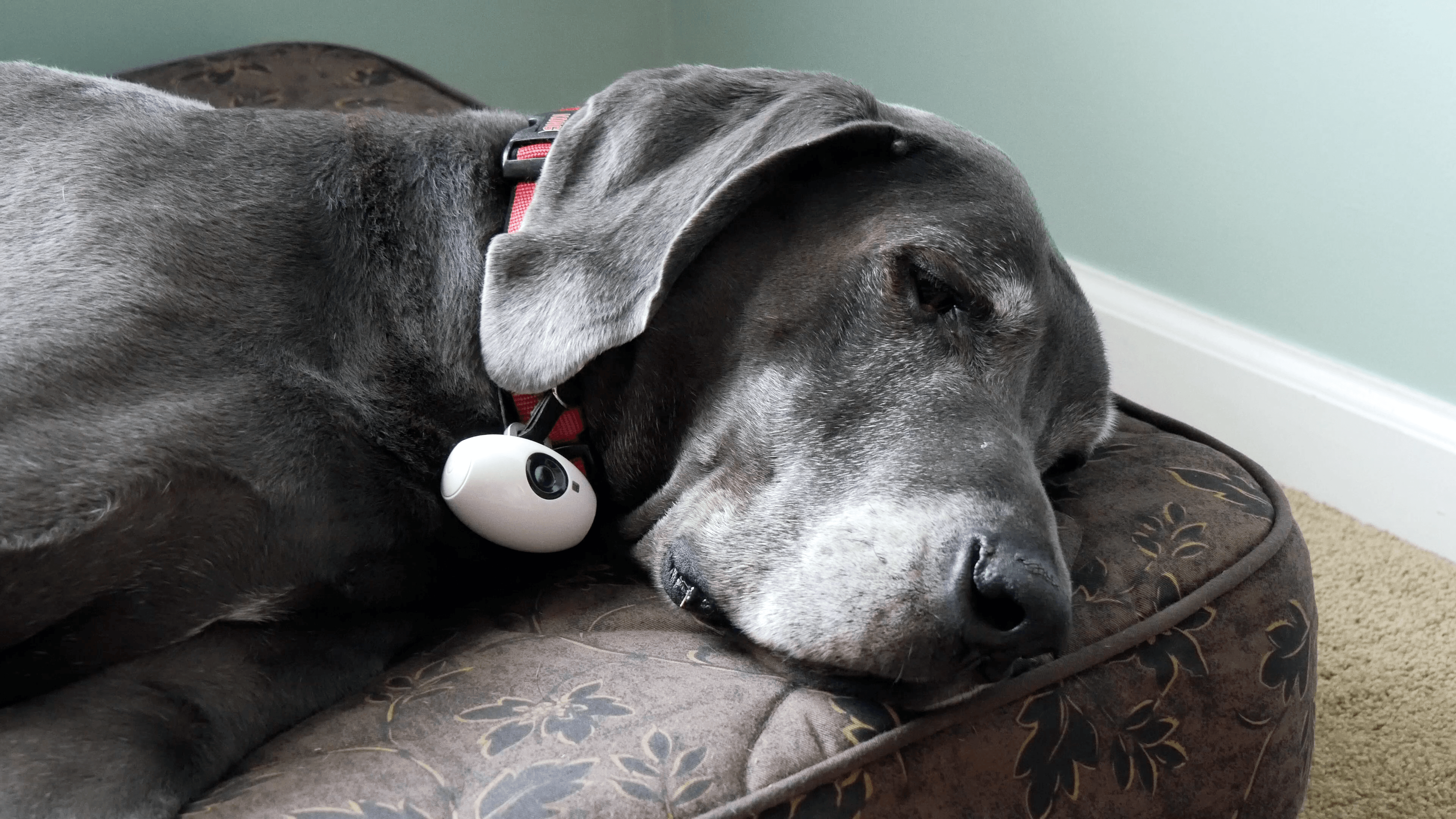 pawscam review video paws3