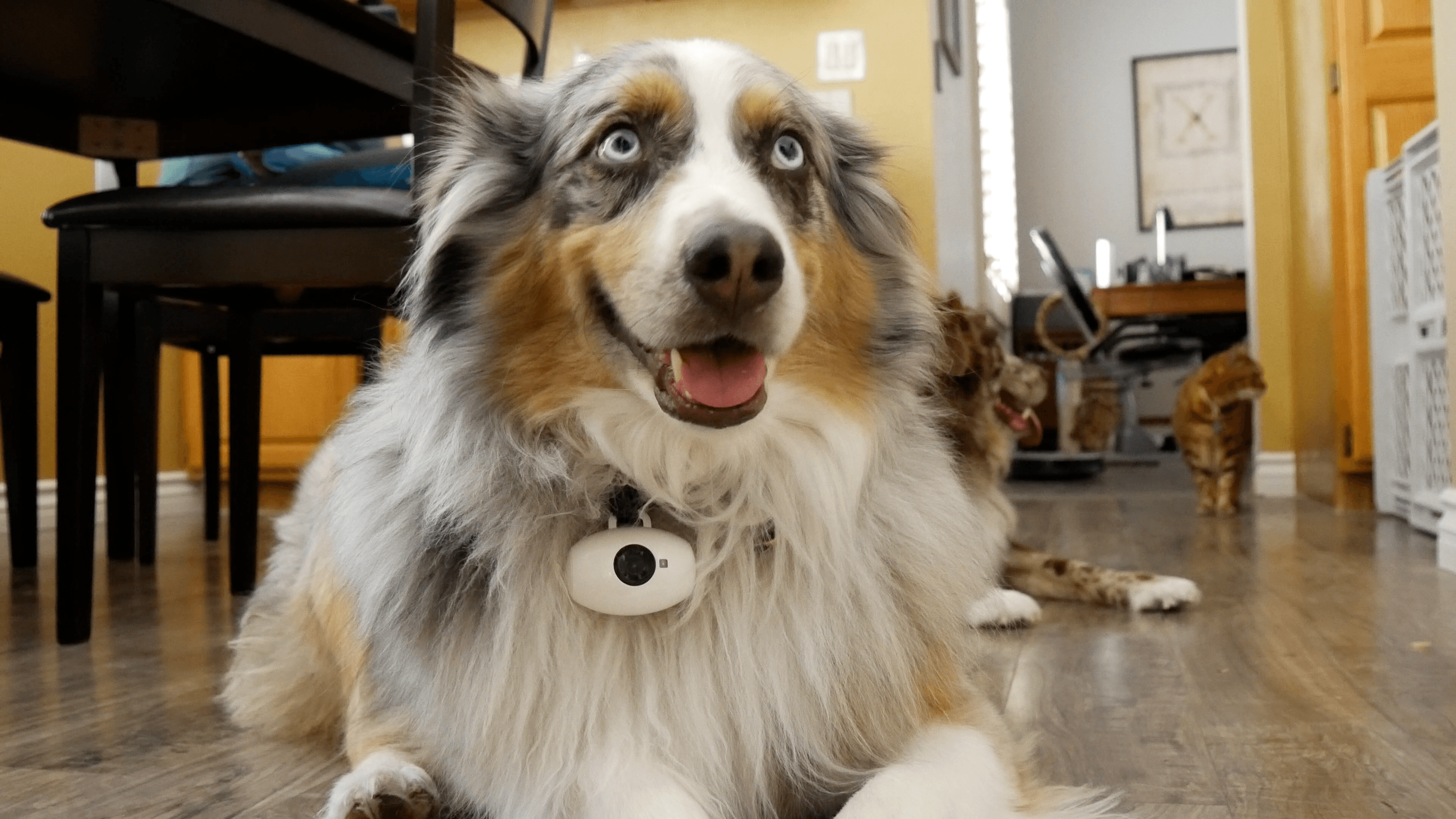 pawscam review video paws4