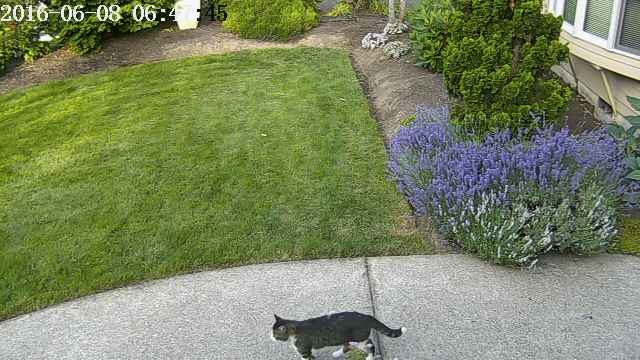 catsprinkler1