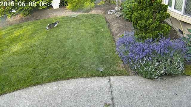catsprinkler2