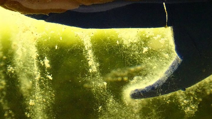 Biofilm that will be used in the smart bricks