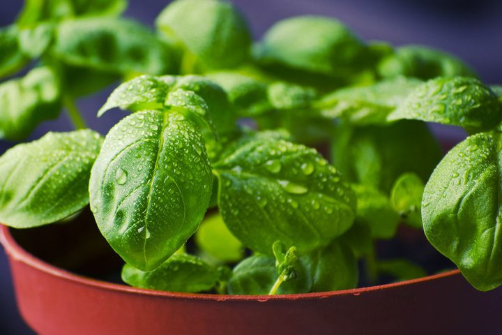 basil-932079_1280