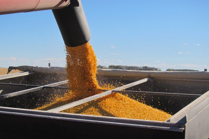 corn