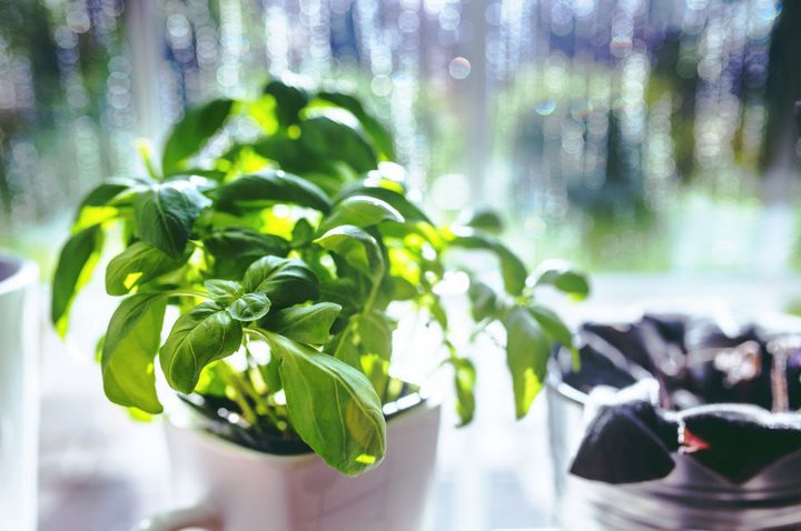 cup-leaf-spring-leaves