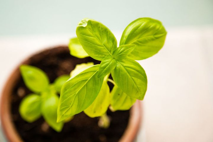 potted herbs