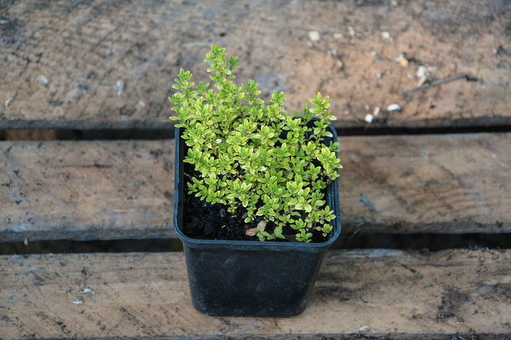 thyme-1485626_1280