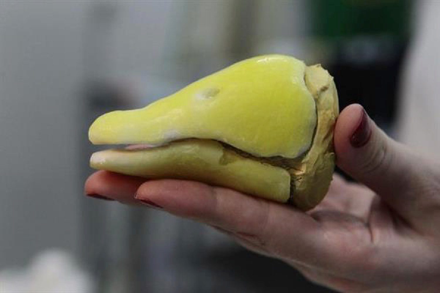 3d printed goose beak brazil animal avengers victoria the gets second prosthesis after failing to adapt first model 6