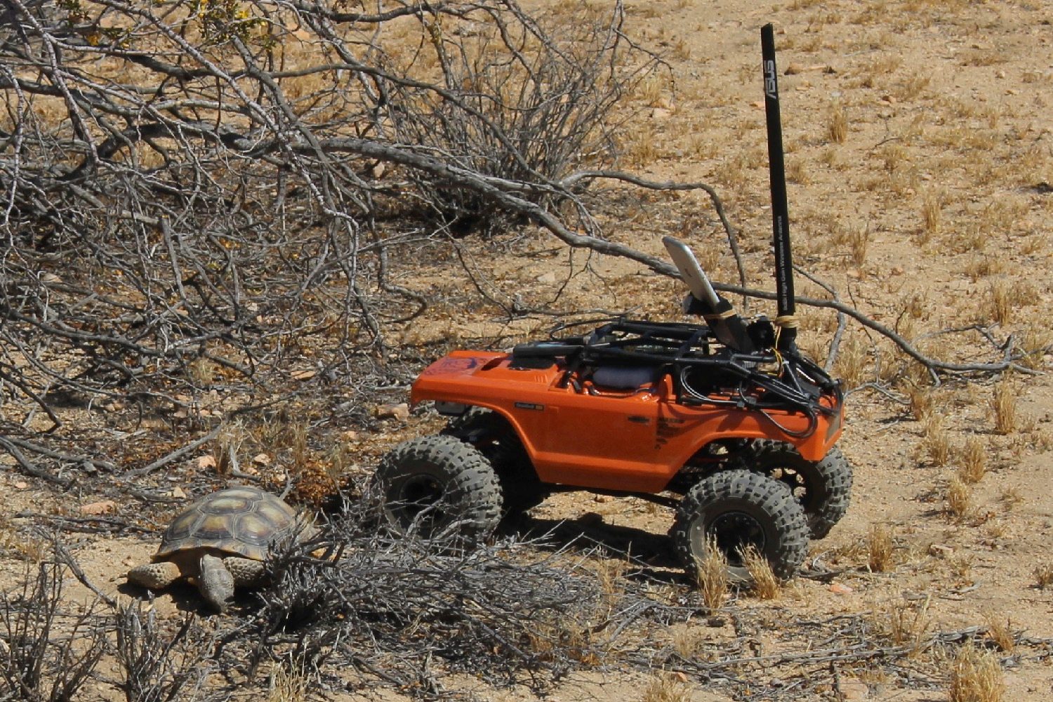 hardshell labs desert tortoises herc and rover 3