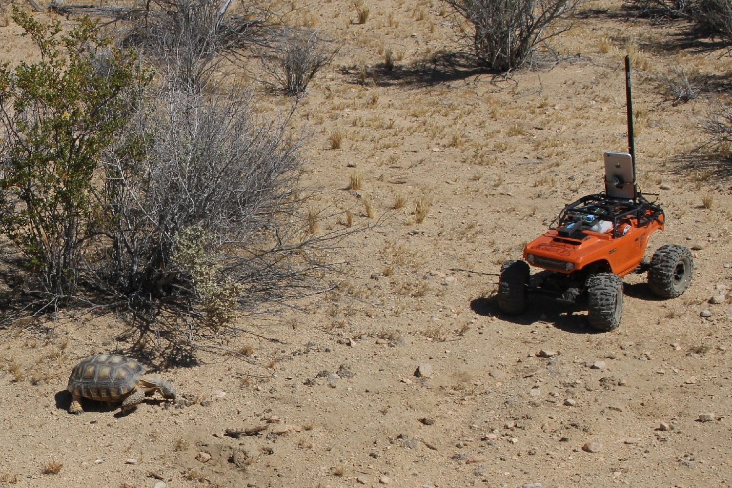 hardshell labs desert tortoises hercules and rover