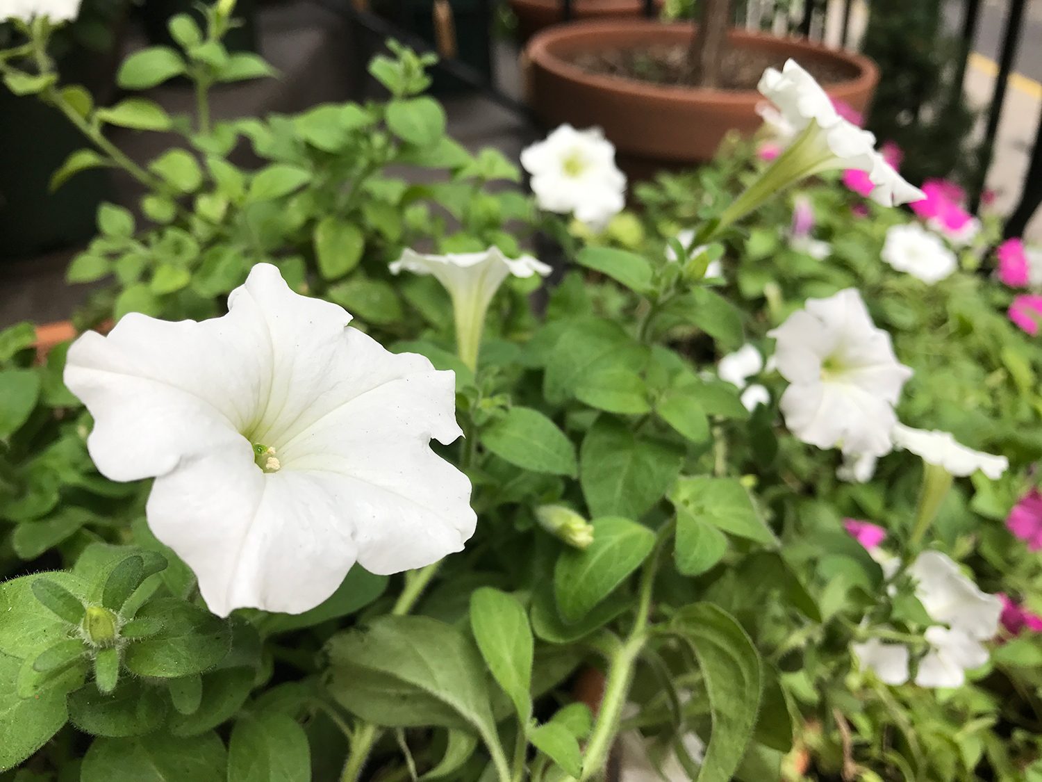 Apple iPhone 7 Plus Camera Sample
