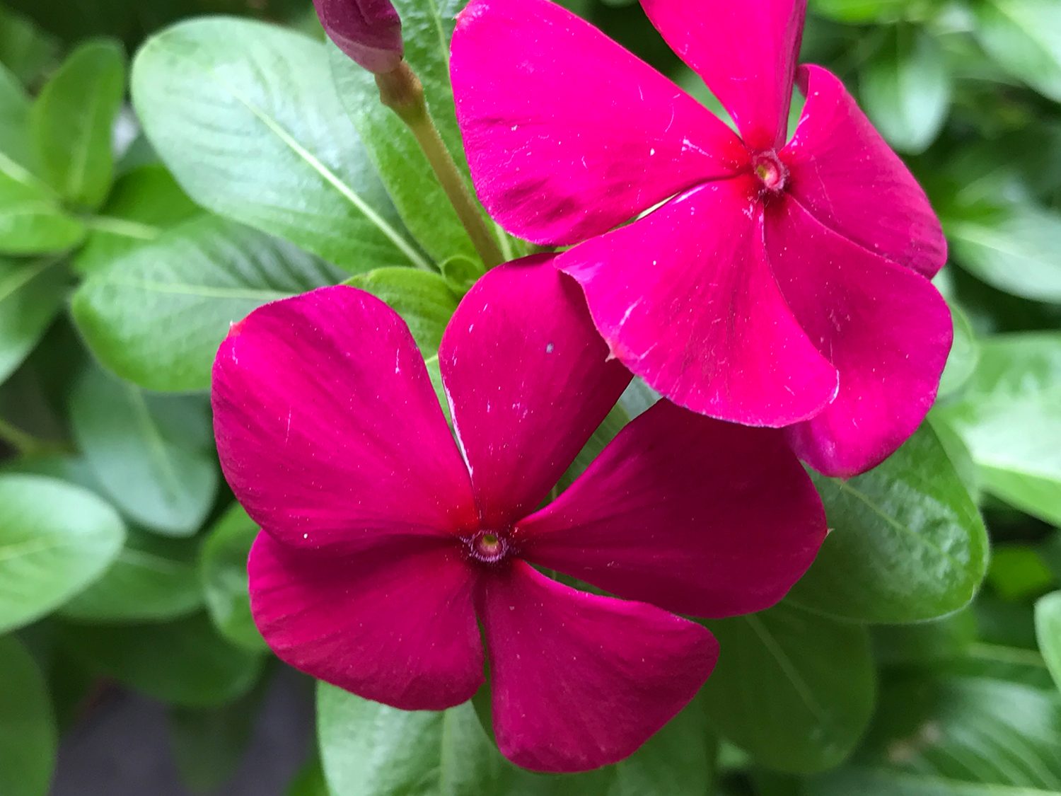 Apple iPhone 7 Plus Camera Sample