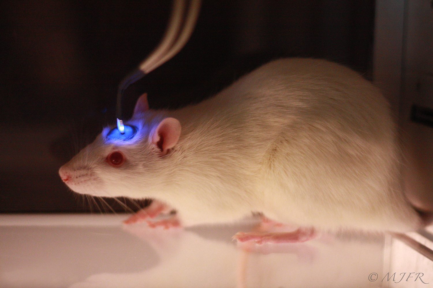 optogenetics