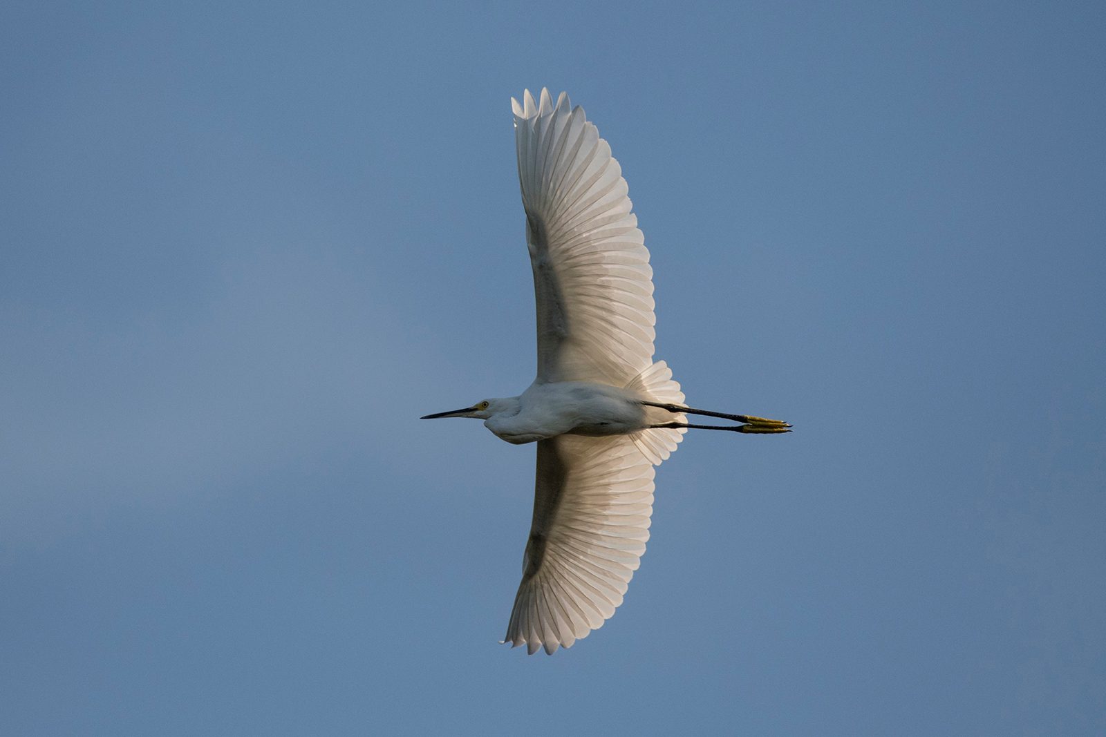 nikon d500 sports and wildlife dsc7803