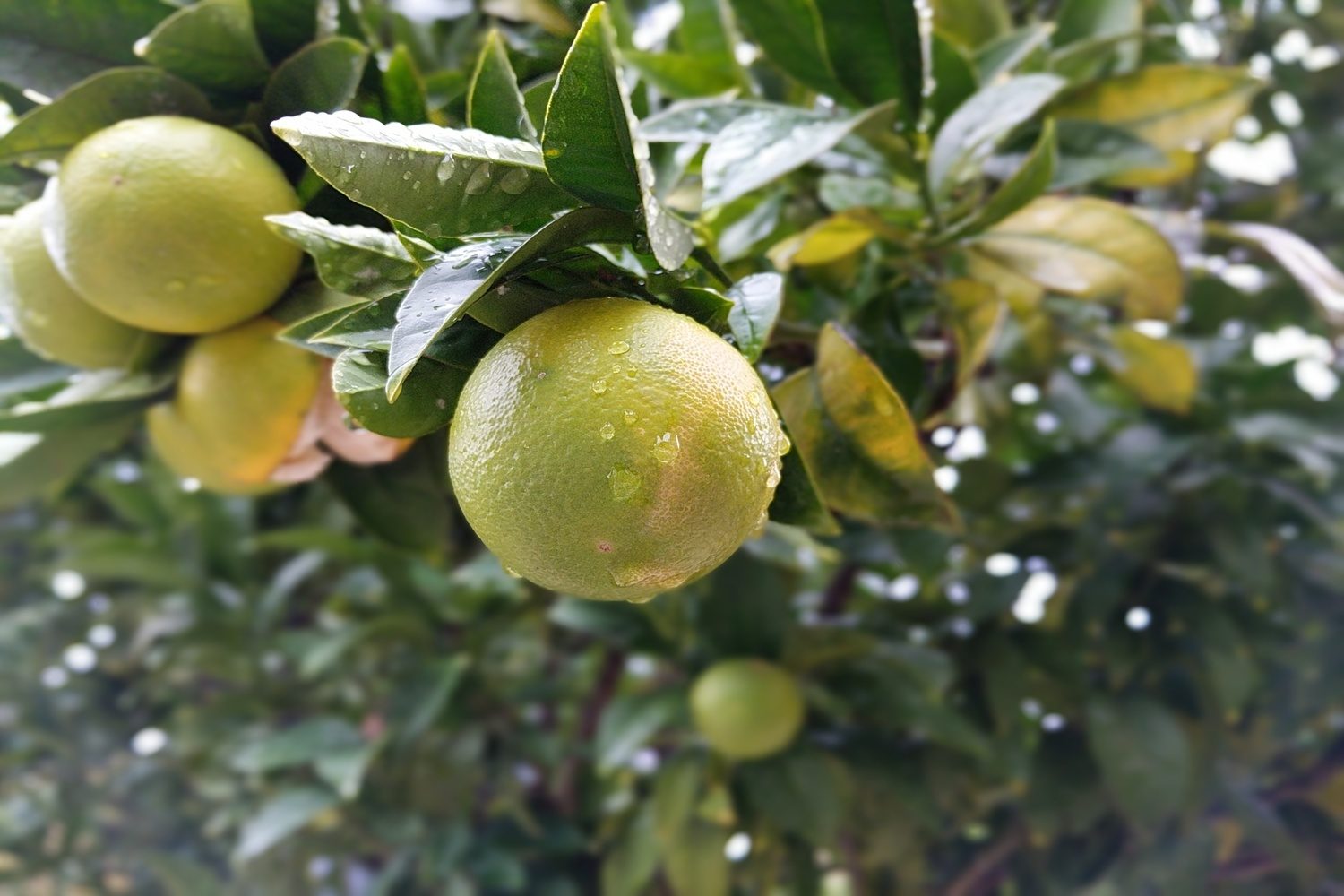 google pixel vs iphone 7 plus camera