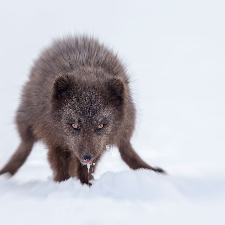 how to photograph the arctic with joshua holko interview mg 6008 edit
