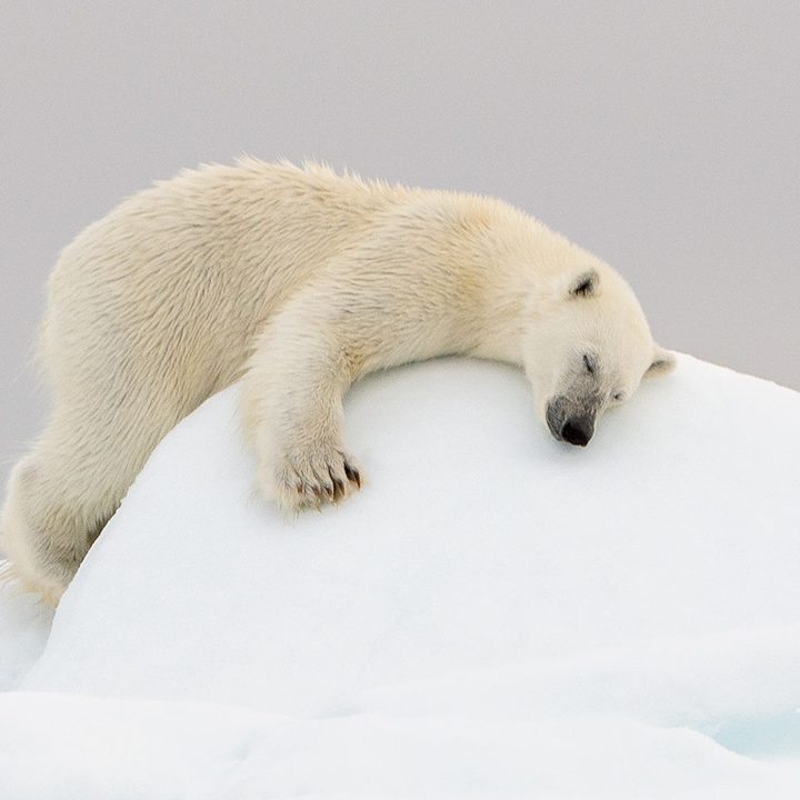 how to photograph the arctic with joshua holko interview polarbear