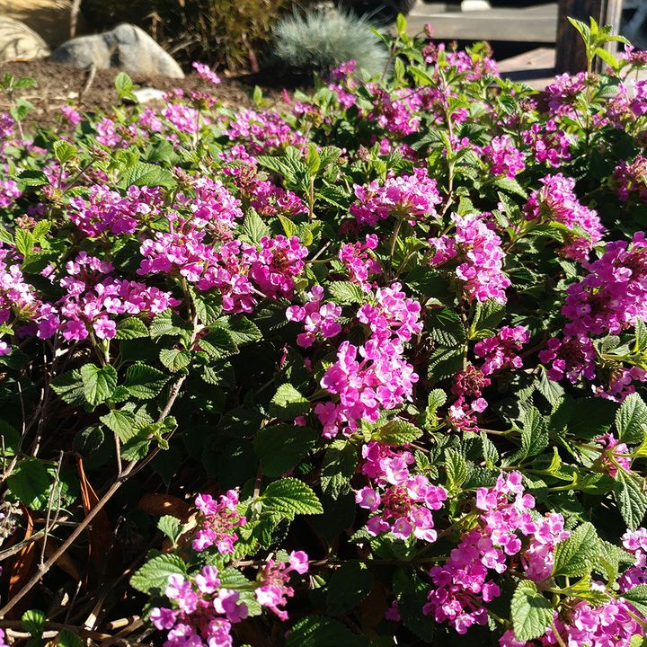 leeco le pro 3 review camera sample 1