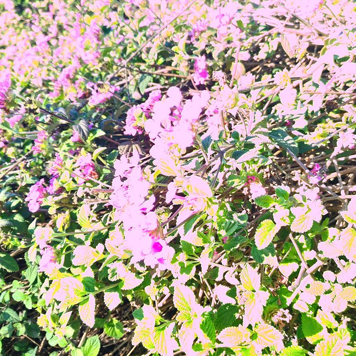leeco le pro 3 review camera sample 4