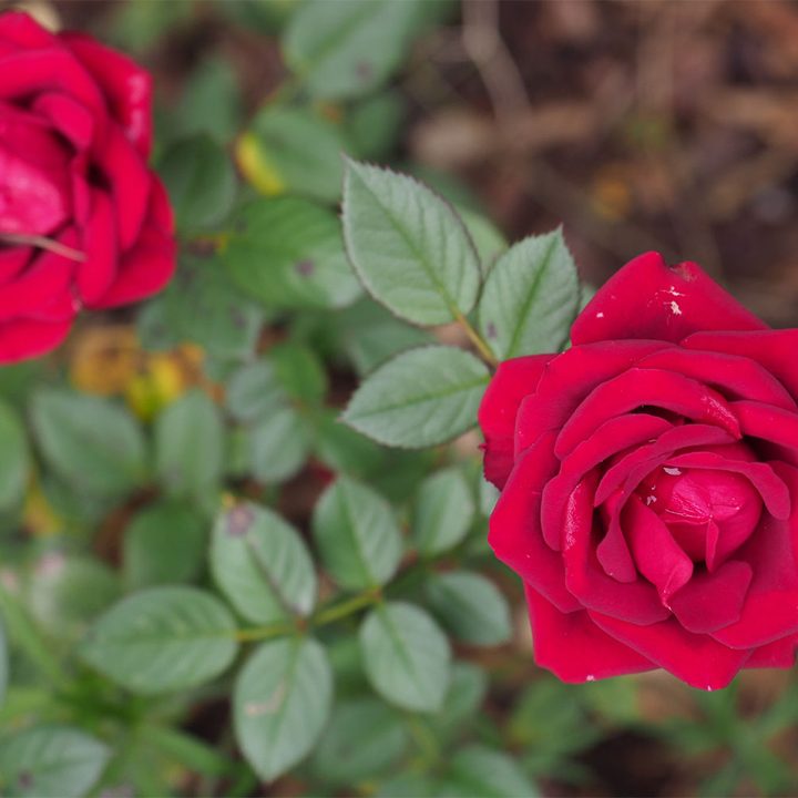 Olympus OM-D E-M1 Mark II