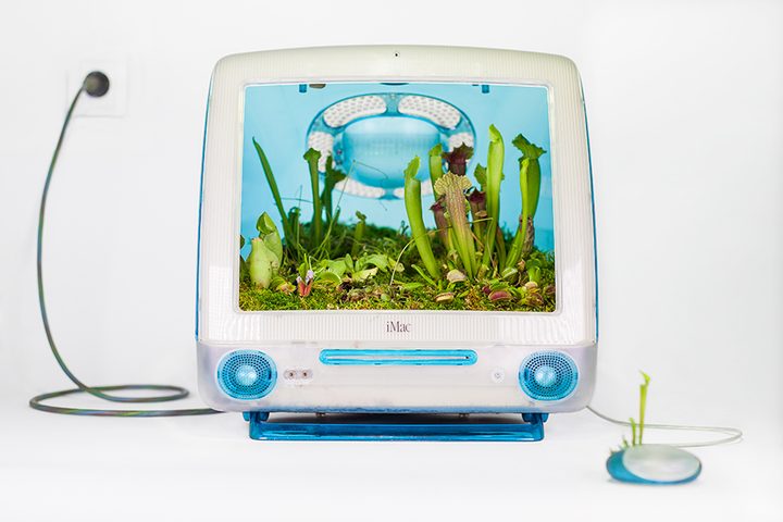 plant-your-mac-imac-g3