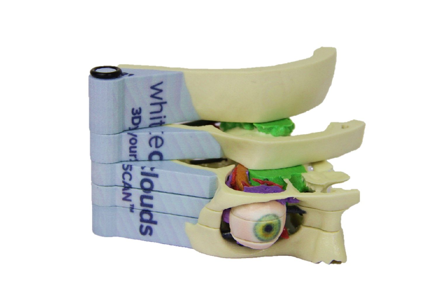 3dyourscan medical tech promo model 12