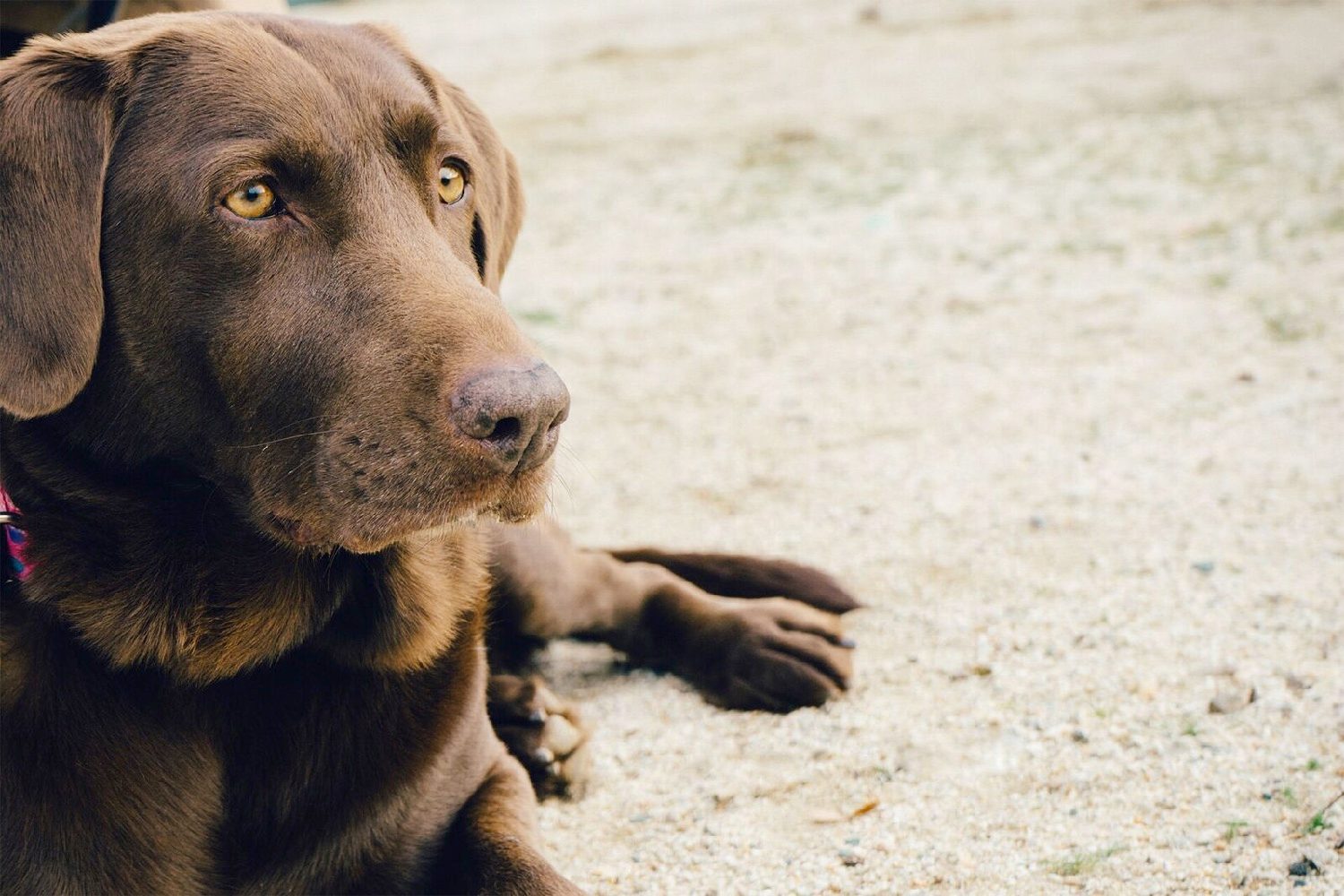 kickstarter piqapoo dog unspecified