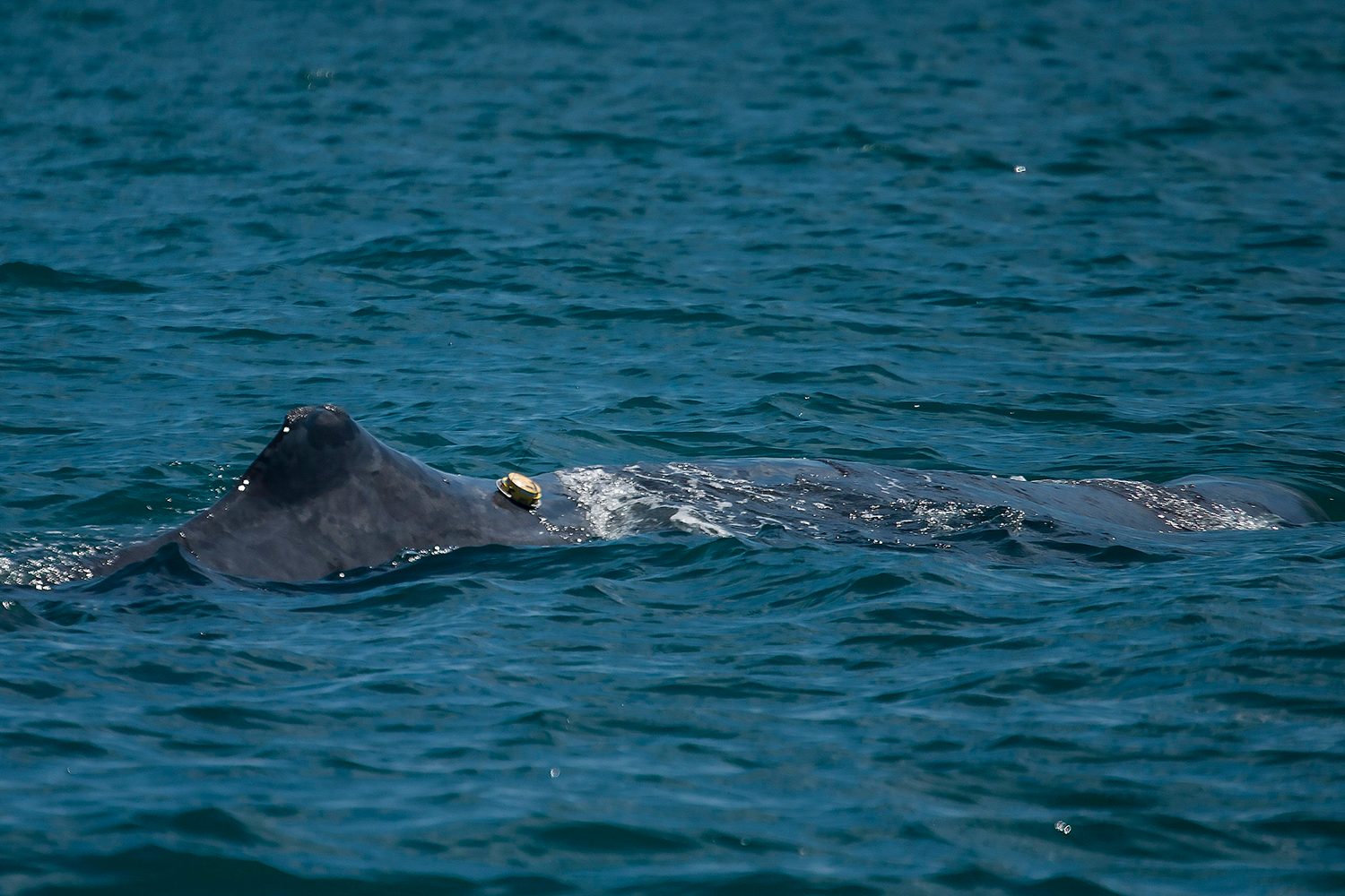 whale adb tag 30970016994 dab68b6e4e k
