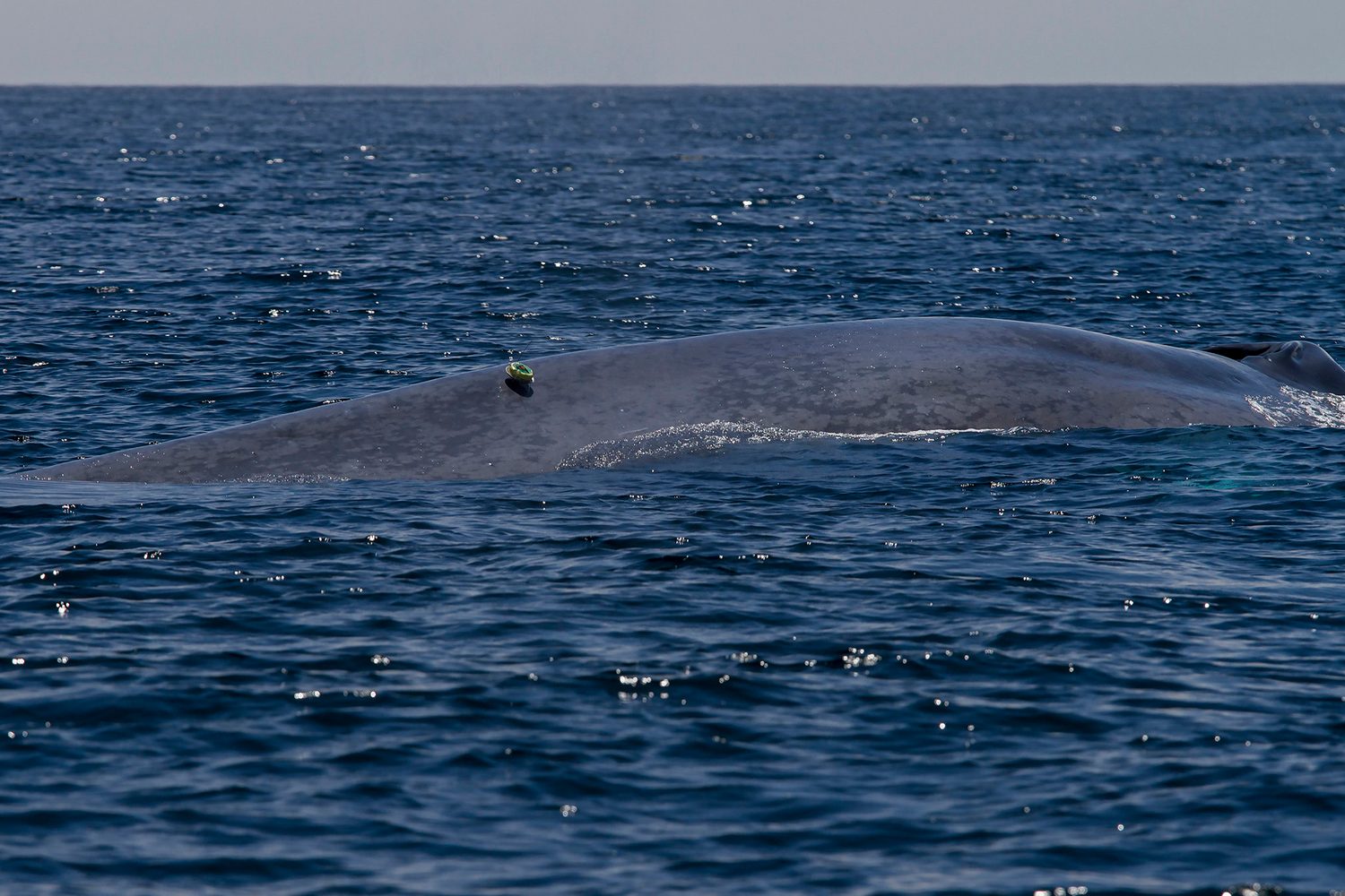 whale adb tag 31694103071 b522c5f24b k