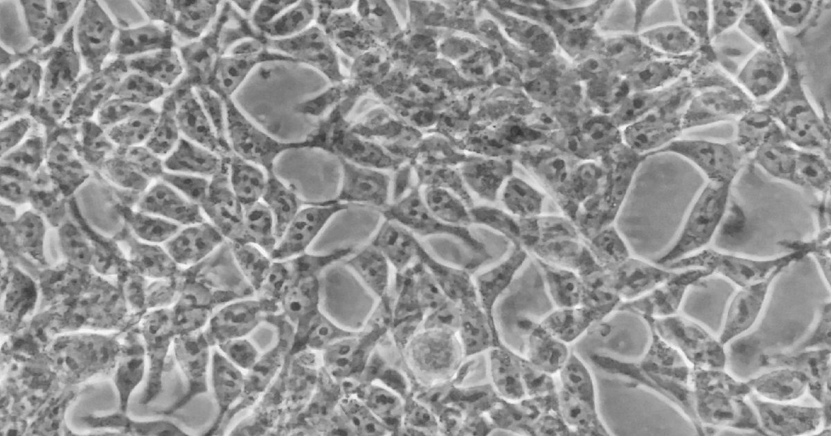Tech Term Cells Could our cells one day be connected to our smartphone? Research ...