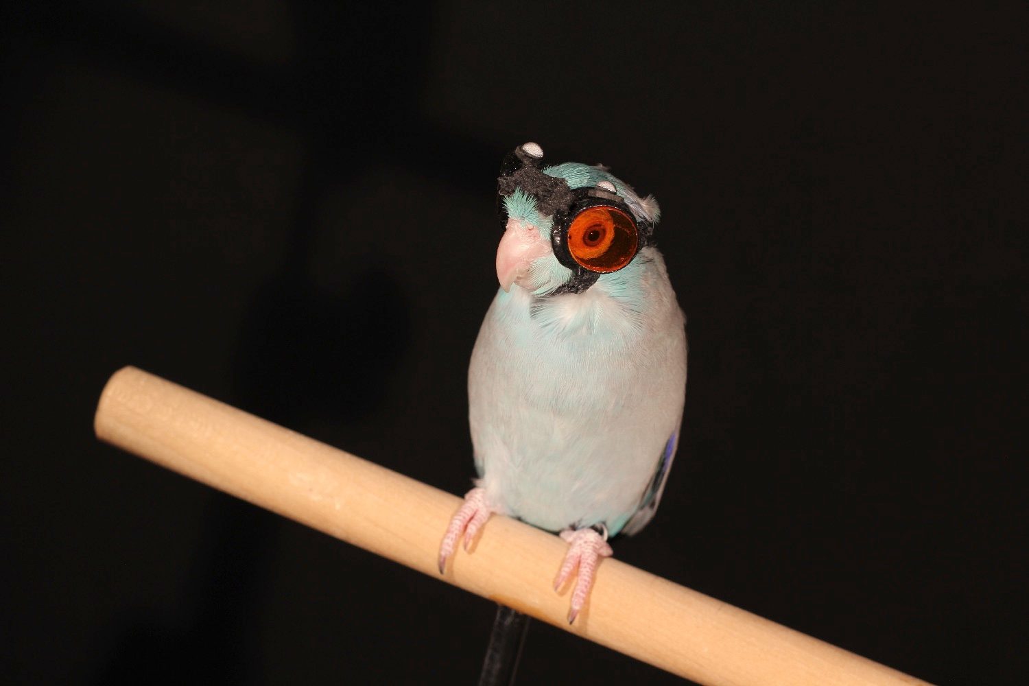 parrot goggles flying robots bird with laser img 9648 2
