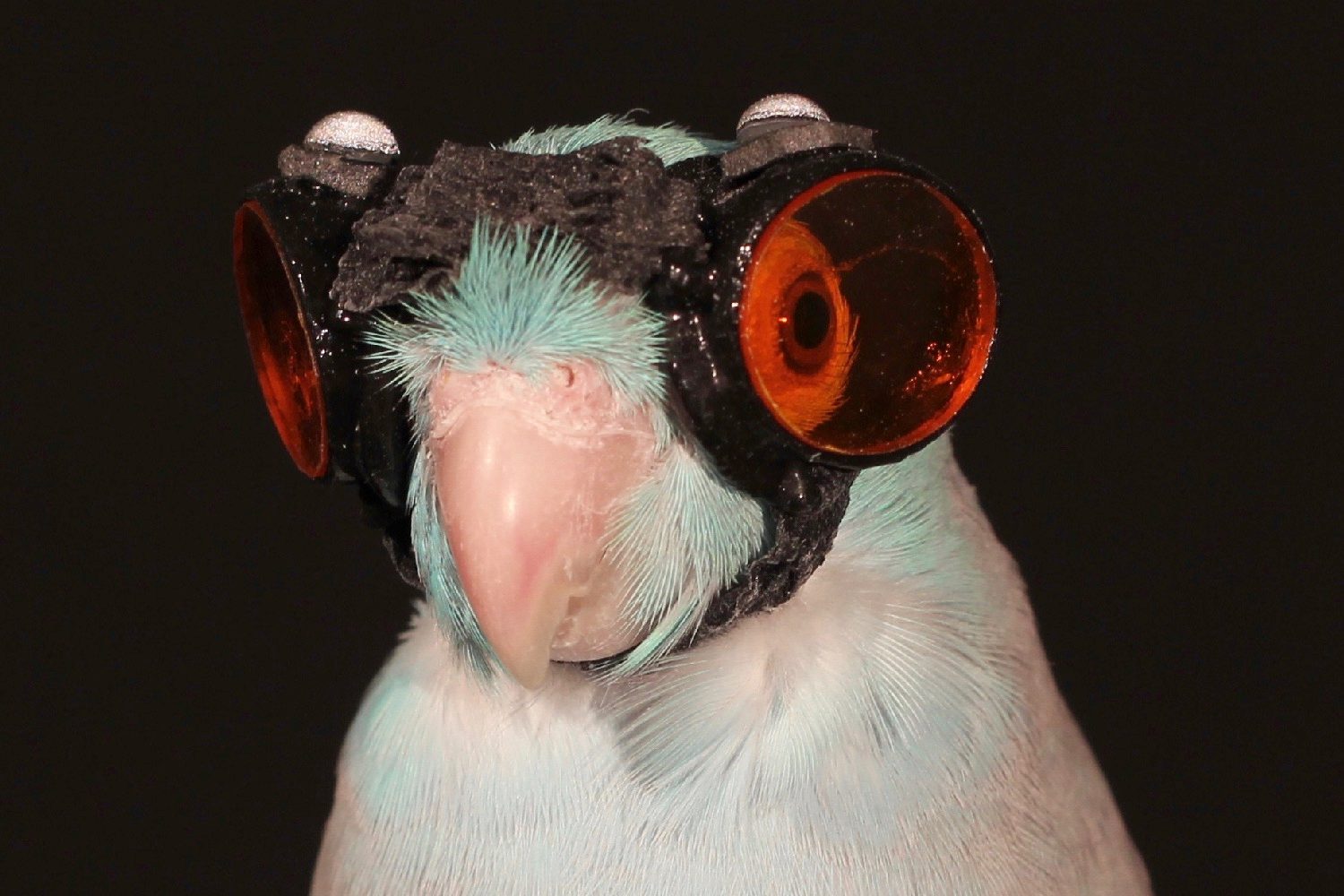 parrot goggles flying robots bird with laser