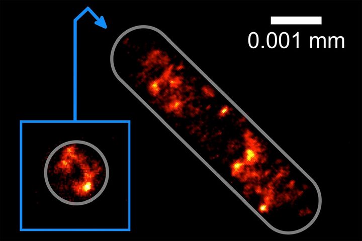 The distribution of the genetic information in an Escherichia coli bacterial cell.