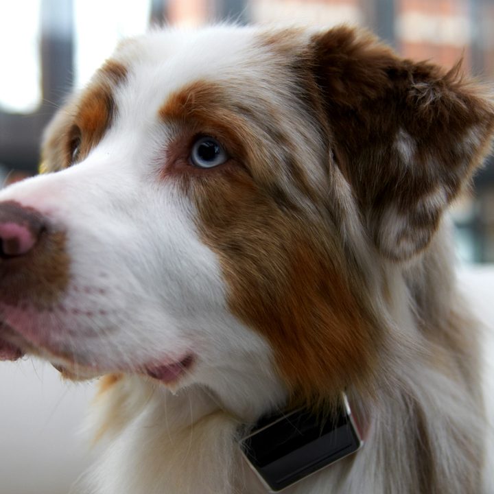 jagger lewis smart dog collar news 2
