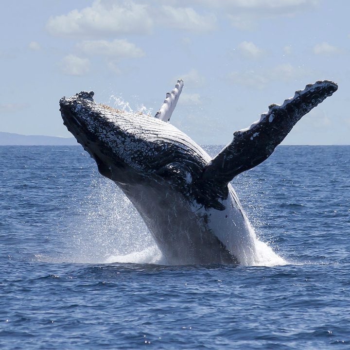 biomimicry examples humpback whale