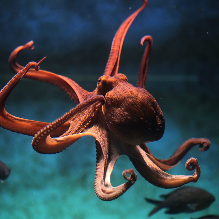 biomimicry examples squid 2