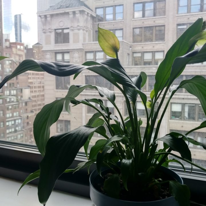 ZTE Axon 7 mini Camera Sample