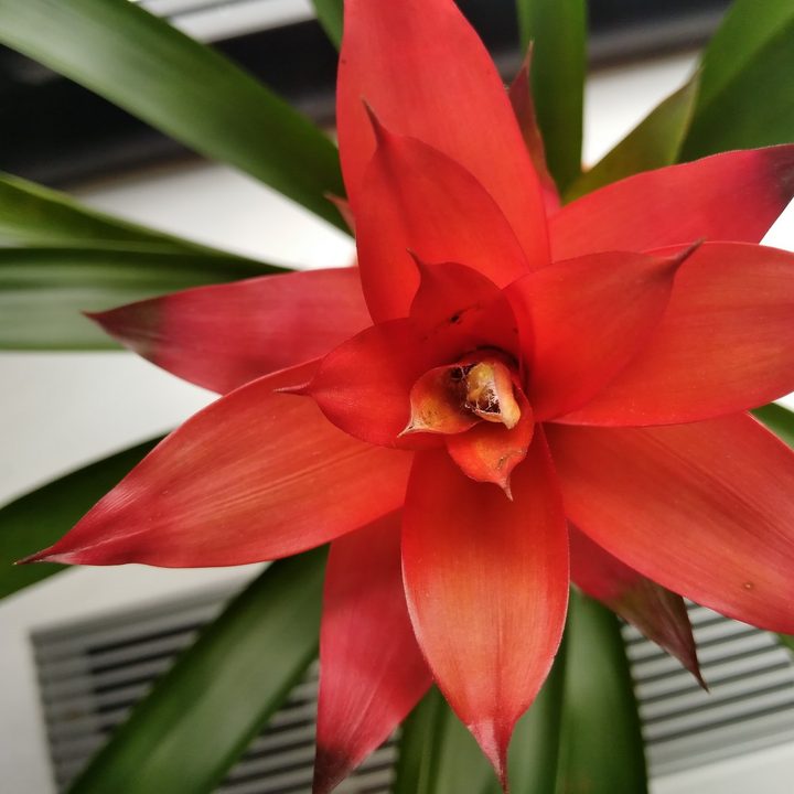 ZTE Axon 7 mini Camera Sample