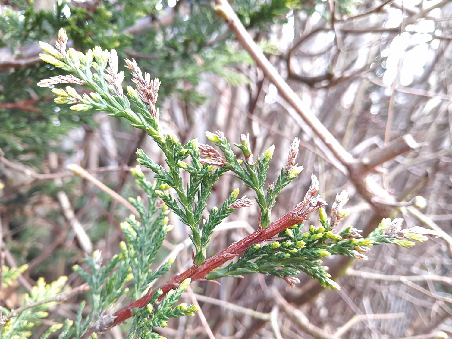 Meizu Pro 6 Plus Camera Sample