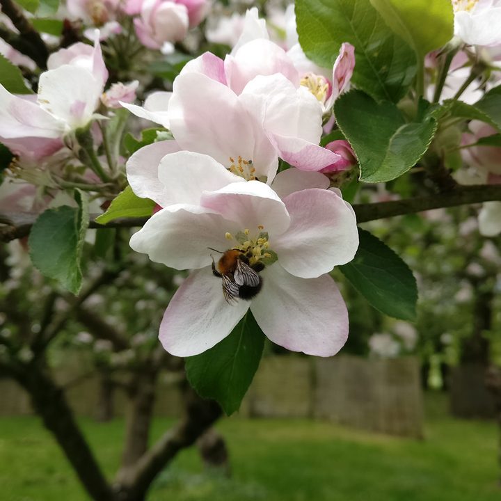 oneplus 3t review midnight black camera sample 6