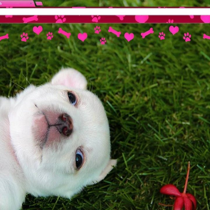 Puppy Love Chrome theme.