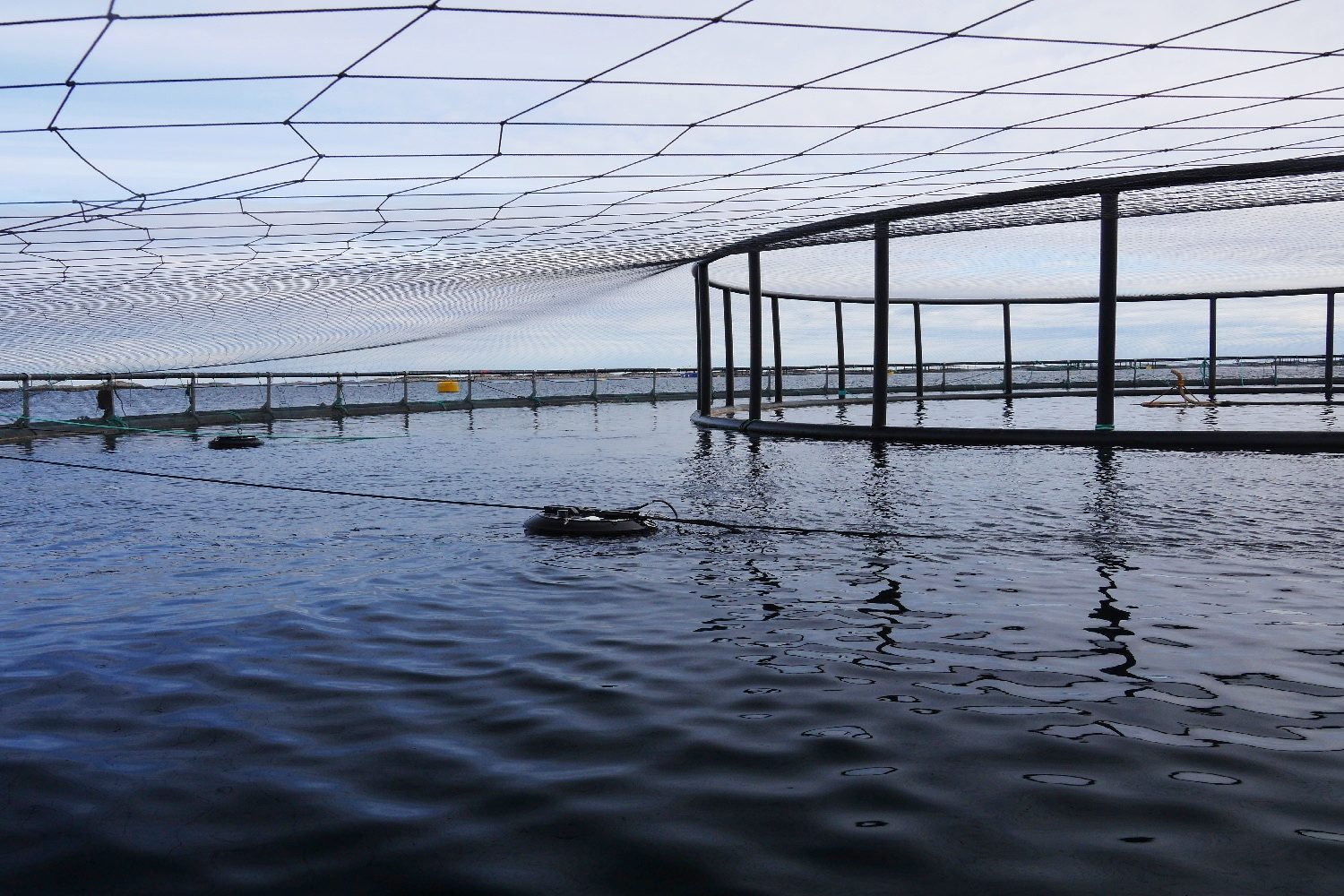 laser salmon norway stingrayinstalled