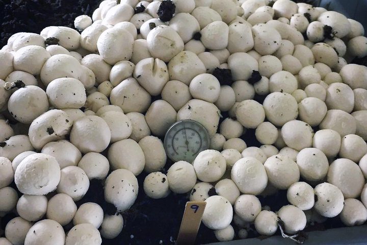 yinong yang crispr mushroom