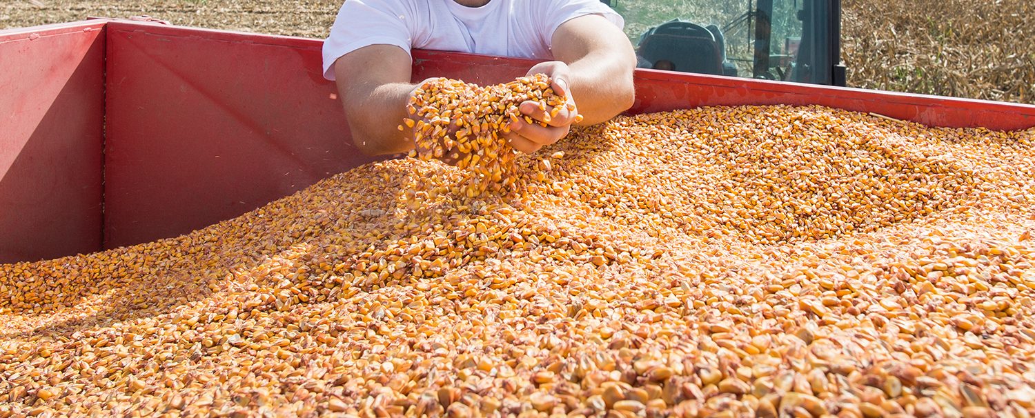 corn kernels